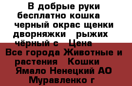 В добрые руки бесплатно,кошка,2.5черный окрас,щенки дворняжки,3 рыжих 1 чёрный,с › Цена ­ - - Все города Животные и растения » Кошки   . Ямало-Ненецкий АО,Муравленко г.